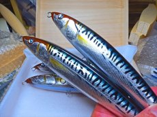 Photo9: 220-JAK.DV-BT-X純銀箔鯖魚/F (9)